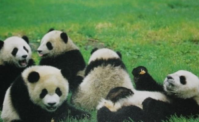 即使是被人工饲养的熊猫，对于择偶都有自己的一套想法。