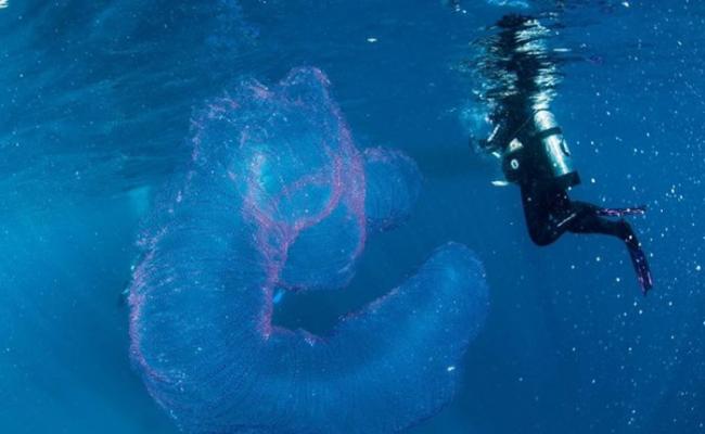 澳洲道格拉斯港拍到巨型半透明粉红“海洋独角兽”――火体虫（pyrosome）