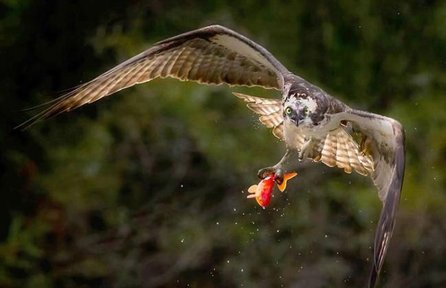 加拿大摄影师在池塘旁用镜头捕捉到鱼鹰优雅擒获金鱼的场景