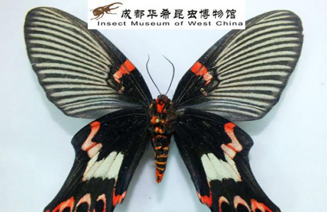 华希昆虫博物馆再次发现宽尾凤蝶。