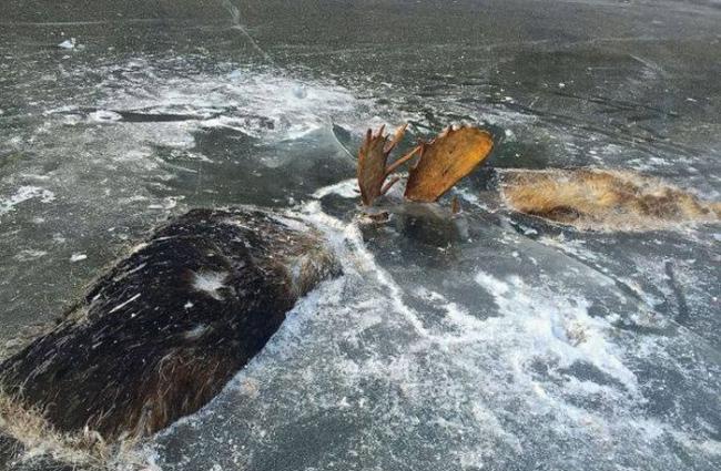 美国阿拉斯加两只麋鹿疑似大打出手 双双淹死并冰封在河里