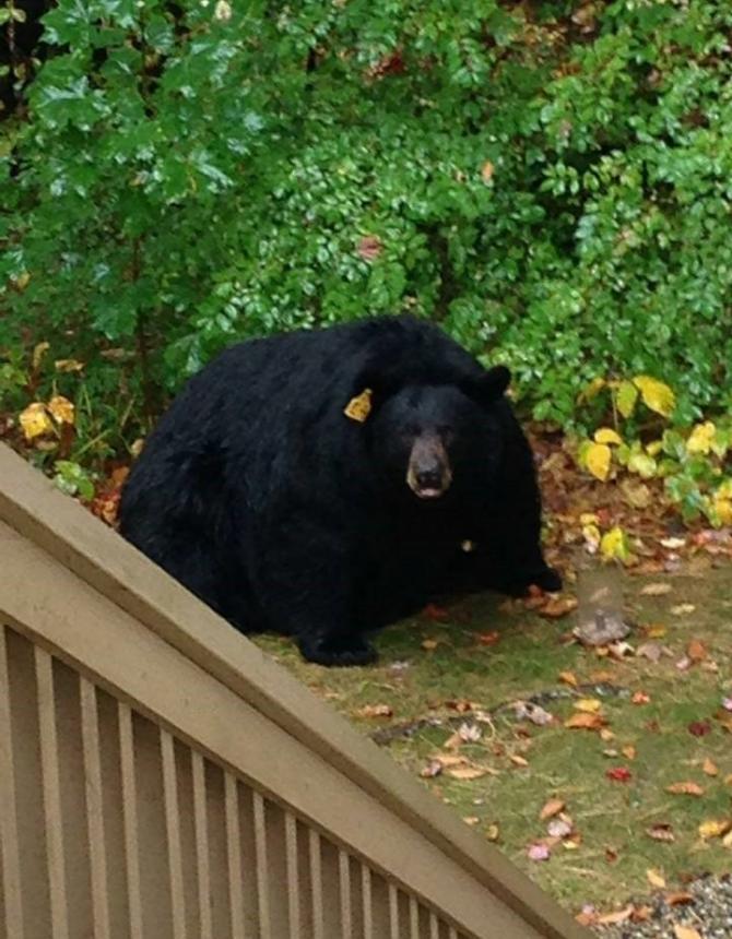 美国康乃狄克州目击到一只“肥得不可思议”的黑熊