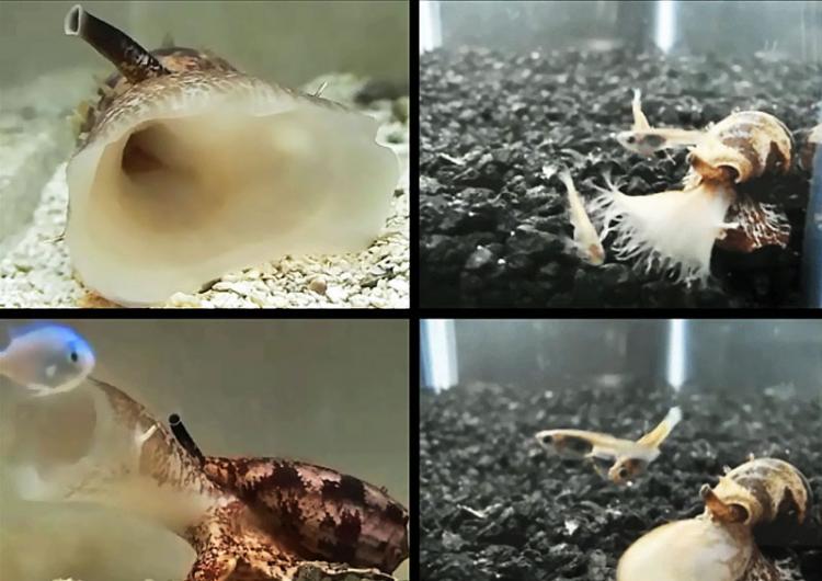 有毒液的芋螺可能使用胰岛素捕获猎物鱼群