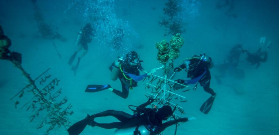 高中学生与珊瑚复育基金会的工作人员一起工作，从一处近海培养场挑选鹿角珊瑚，打算放置在佛州伊斯拉摩拉达附近的岩礁上。 Photograph by Spencer