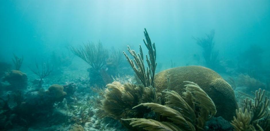 美国本土外海唯一的堤礁沿着佛罗里达州沿海延伸300海里，不但保护着海岸，也带来每年数十亿美元的观光收入。 Photograph by Spencer Mills