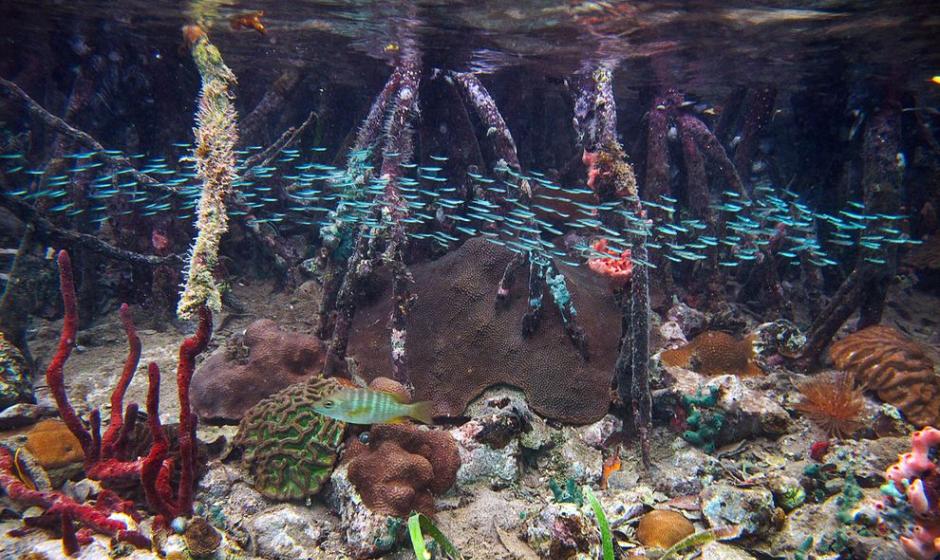 包括星珊瑚在内的受胁珊瑚物种，在红树林的林荫中受到保护。 Photograph by Caroline Rogers