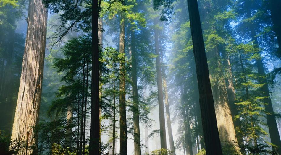 对加利福尼亚森林植被趋势的研究