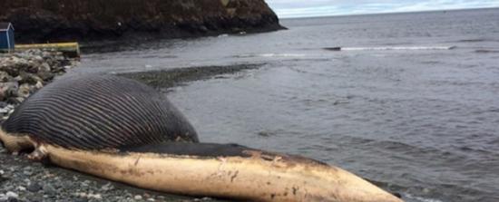 加拿大纽芬兰岛海滩蓝鲸尸体膨胀成大气球可能随时爆炸