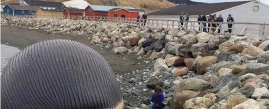 加拿大纽芬兰岛海滩蓝鲸尸体膨胀成大气球可能随时爆炸