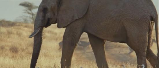谷歌街景车进入肯尼亚桑布鲁国家公园拍摄 希望协助保护频临绝种的大象