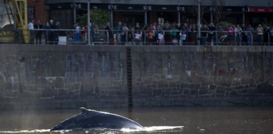 小鲸鱼误闯阿根廷河道