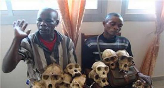 喀麦隆当局早前拘捕猎人(图)，并检获猩猩头骨等赃物。