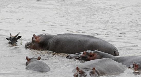 肯尼亚河马为拯救角马与鳄鱼展开搏斗