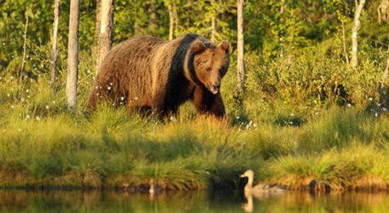 俄罗斯边境森林巨大棕熊遇到绿头鸭后果是......