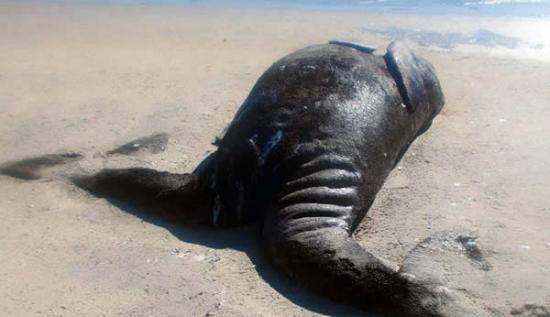 墨西哥西北部泻湖发现极其罕见连体小鲸鱼尸体
