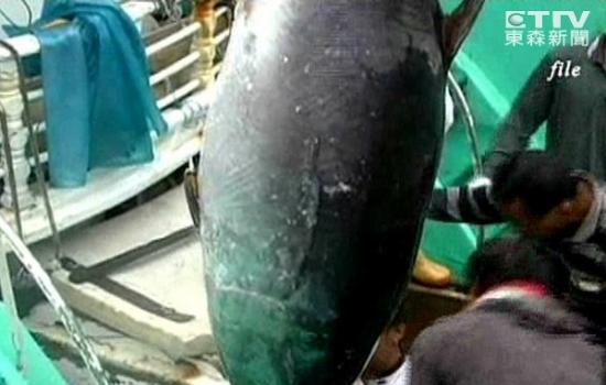 国际自然保护联盟（IUCN）最新报告：太平洋黑鲔鱼正面临绝种危机