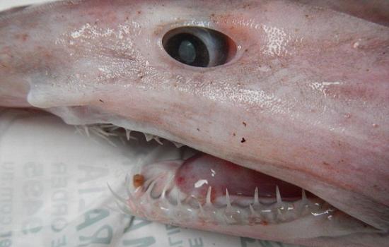 这条剑吻鲨腹部呈粉色，具有灰色的鳍、尖尖的鼻子和又锋利又短的成排牙齿。