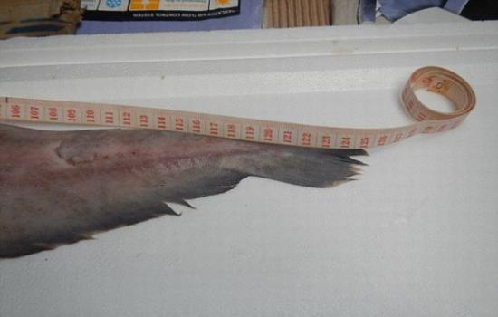 根据测量，这条剑吻鲨体长只有1.2米，而成年剑吻鲨体长一般可达3到4米。