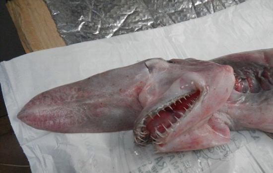 剑吻鲨十分罕见，通常生活在1200米深的海底附近。