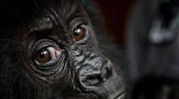 喀麦隆的猩猩面临日益加剧的偷猎问题。(资料图片)