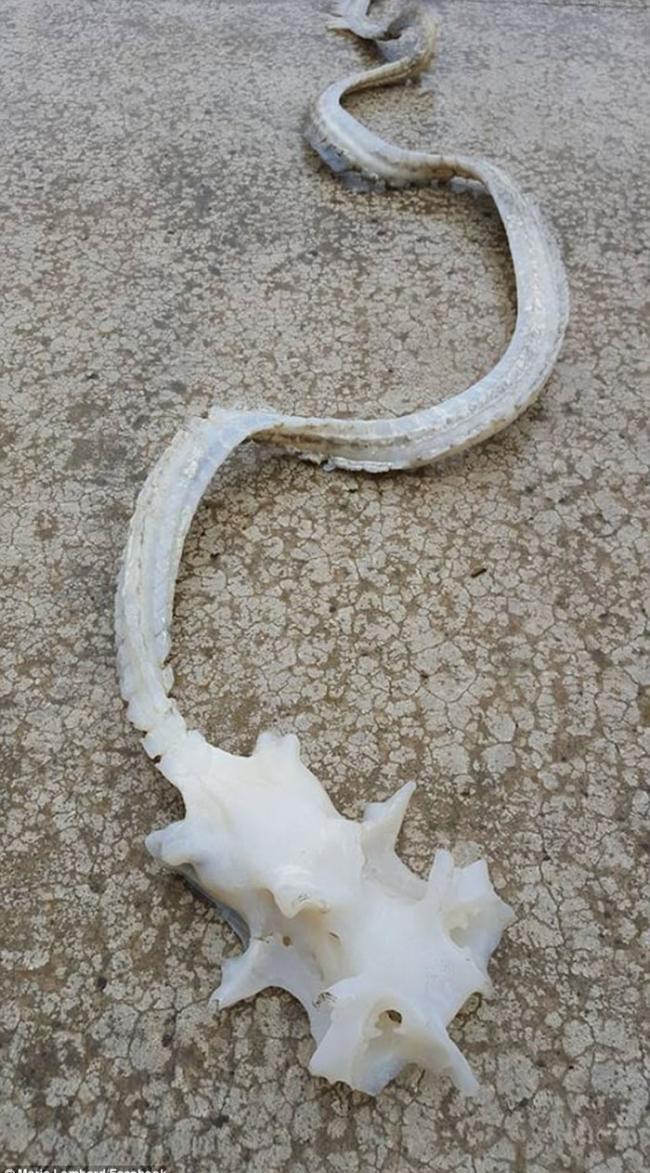 新西兰惠灵顿海滩发现龙的真身骸骨？原来它是魔鬼鱼