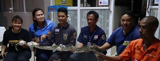 泰国保安晚上骑单车上班辗过3米巨蟒