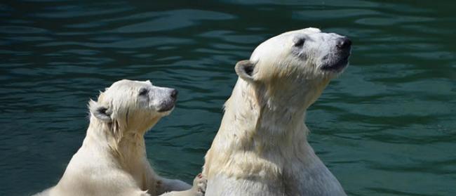 气候变化导致海冰面积缩小 俄罗斯北极熊开始捕食老鼠和驯鹿