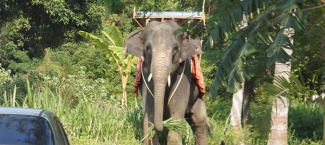 大象的驯服过程相当残忍，它们遭到鞭打甚至挨饿，最后只好乖乖屈服于人类。