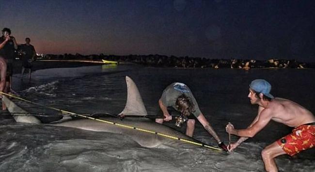 澳洲珀斯两名渔民成功钓获3.85米长锤头鲨 忘记量鲨腰身失世界纪录