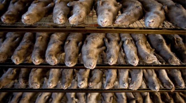 中国毛皮农场内，已被宰杀的貂只静置在一旁，等待进行剥皮。一些中国毛皮农场被指控以极度残忍的手法虐待动物，因此政府便立了许多新法案来限制，但动物保护人士说，不人道