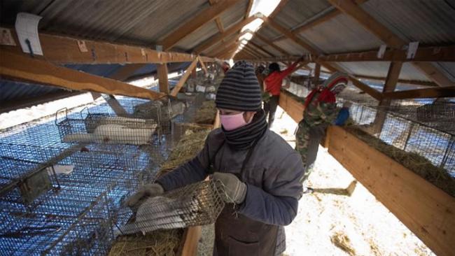 中国貂皮农场中，一名工作人员拿起装着貂的笼子。中国是世界上貂皮产量最大宗的国家。 PHOTOGRAPH BY DIEGO AZUBEL, EPA/REDUX
