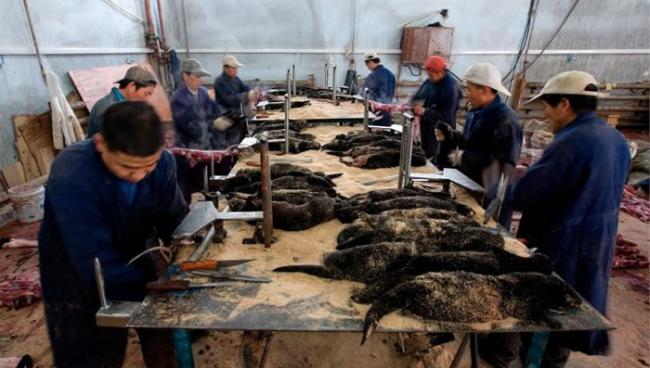 中国的皮草农场，工人们正在剥貂皮。虽然中国是貂皮和貂皮大衣的出口大国，他们仍然从欧洲和北美进口大量的皮草。 PHOTOGRAPH BY DIEGO AZUBEL