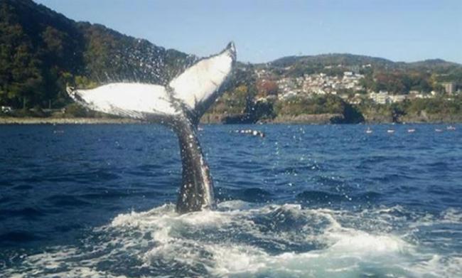 日本渔民不慎网住13米长座头鲸后决定放生