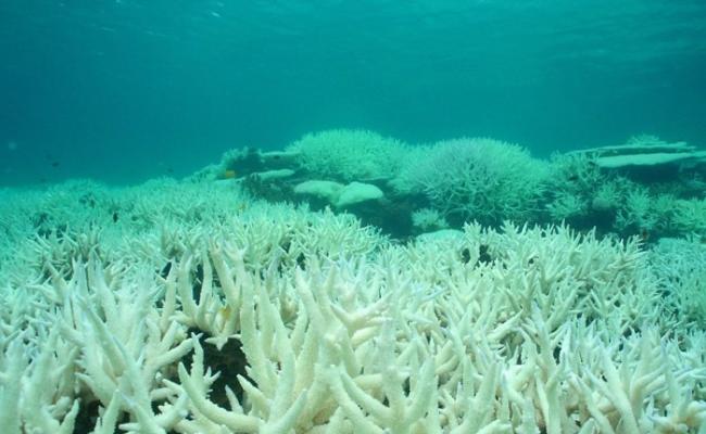 大堡礁近年面临白化威胁。