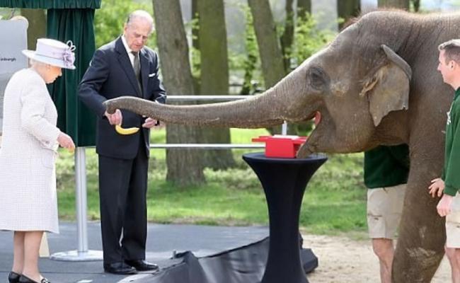 大象急不及待与英女王及菲腊亲王（左一及二）“握手”。