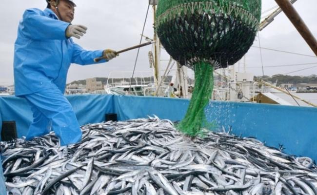 日本秋刀鱼渔获去年大减30%