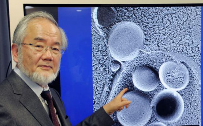 日本学者大隅良典研究细胞自噬作用获2016年诺贝尔医学及生理学奖