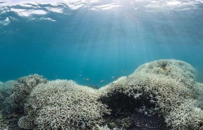 大堡礁近年饱受白化影响。