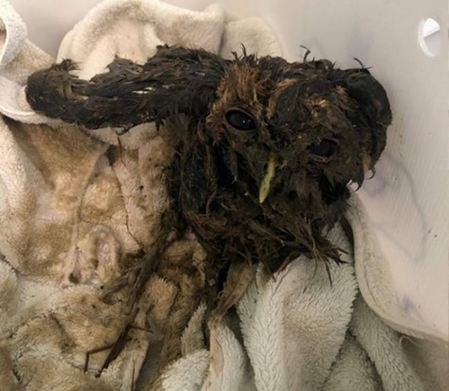 英国德文郡田里有一坨“大便”蠕动 路人捞起差点淹死的猫头鹰