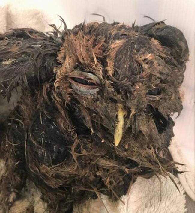 英国德文郡田里有一坨“大便”蠕动 路人捞起差点淹死的猫头鹰