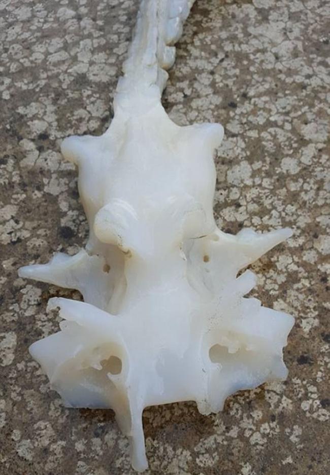 新西兰惠灵顿海滩发现龙的真身骸骨？原来它是魔鬼鱼