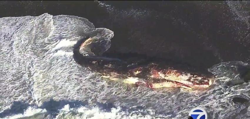 美国加州一只长达15米的抹香鲸被冲上海岸