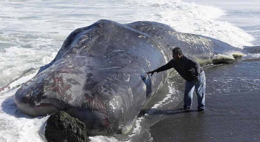 美国加州一只长达15米的抹香鲸被冲上海岸