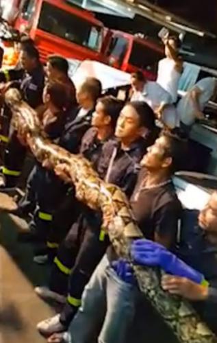 泰国曼谷吞武里中餐馆惊现长约8米的巨蟒
