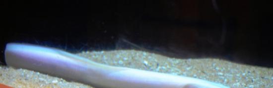 日本发现稀有的白鳗鱼