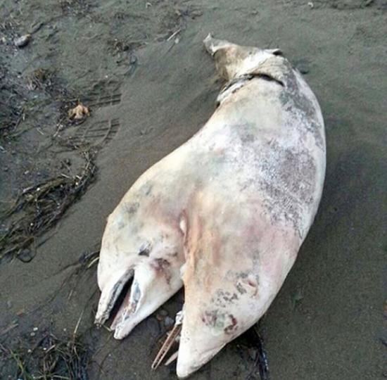 土耳其海滩出现一具连体双头海豚的尸体