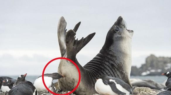 企鹅用口啄象海豹的屁股