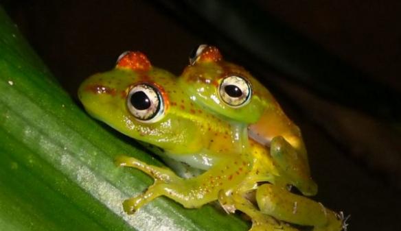 马达加斯加发现青蛙新物种