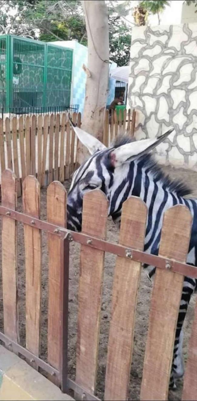 埃及开罗一家动物园为吸引游客 给家驴画上黑白道打扮成斑马
