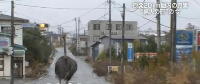 日本福岛核灾后路上没有行人 动物自由的到处散步